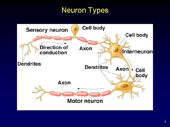 Neuron Types 4 