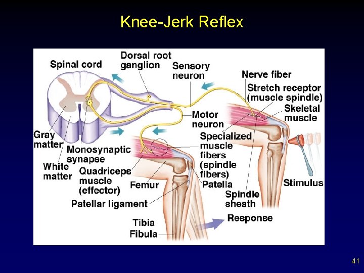 Knee-Jerk Reflex 41 