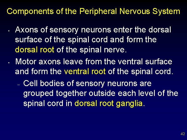 Components of the Peripheral Nervous System • • Axons of sensory neurons enter the