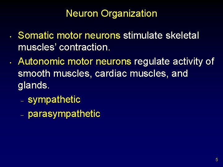 Neuron Organization • • Somatic motor neurons stimulate skeletal muscles’ contraction. Autonomic motor neurons