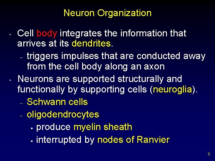 Neuron Organization • • Cell body integrates the information that arrives at its dendrites.