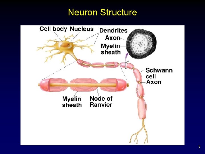 Neuron Structure 7 