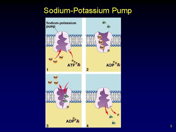 Sodium-Potassium Pump 9 