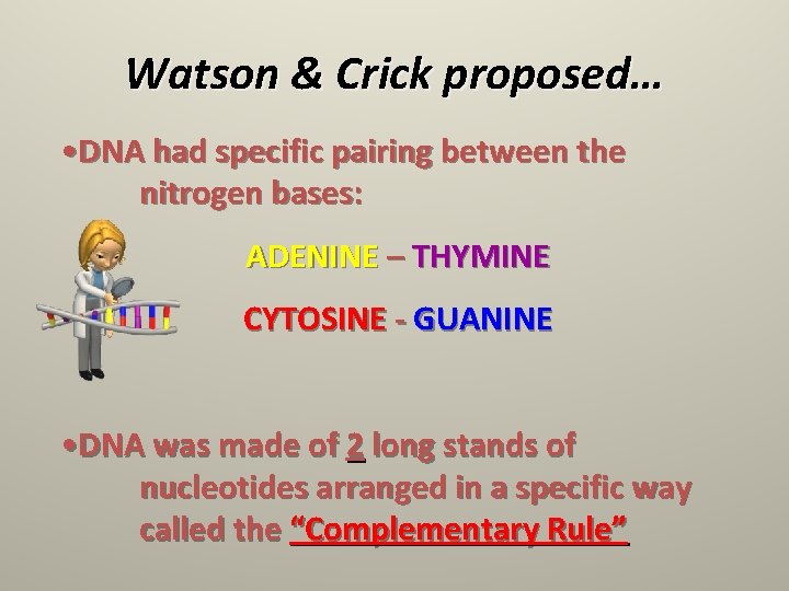 Watson & Crick proposed… • DNA had specific pairing between the nitrogen bases: ADENINE