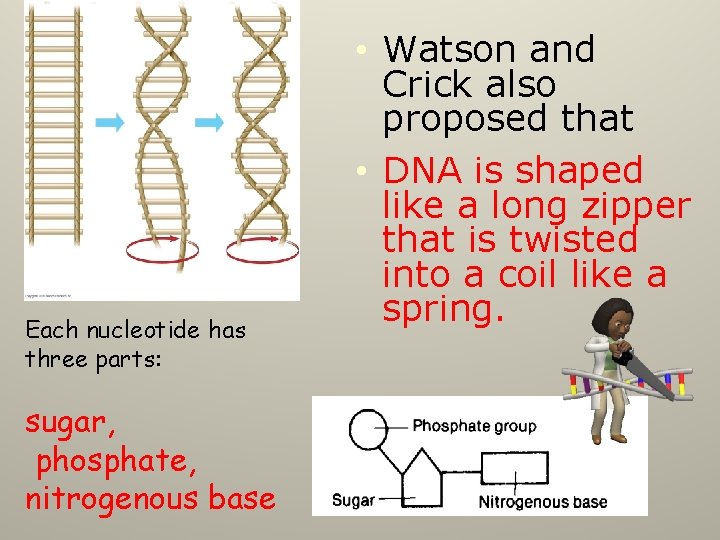 Each nucleotide has three parts: sugar, phosphate, nitrogenous base • Watson and Crick also
