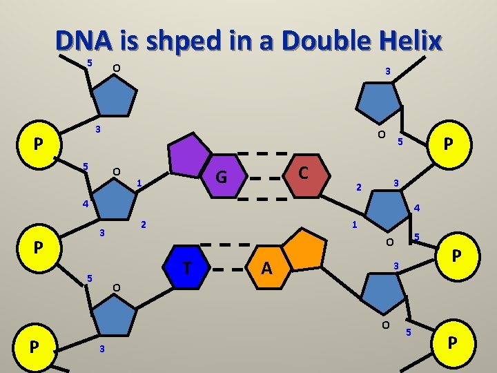 DNA is shped in a Double Helix 5 O 3 3 P 5 O