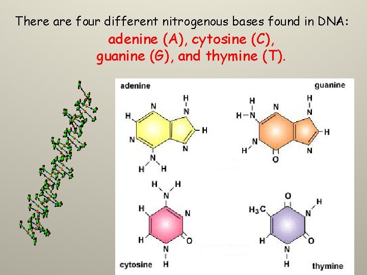 There are four different nitrogenous bases found in DNA: adenine (A), cytosine (C), guanine