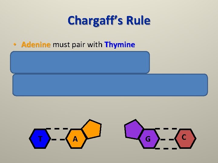 Chargaff’s Rule • Adenine must pair with Thymine • Guanine must pair with Cytosine