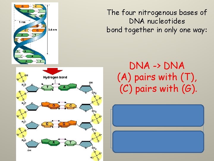 The four nitrogenous bases of DNA nucleotides bond together in only one way: DNA