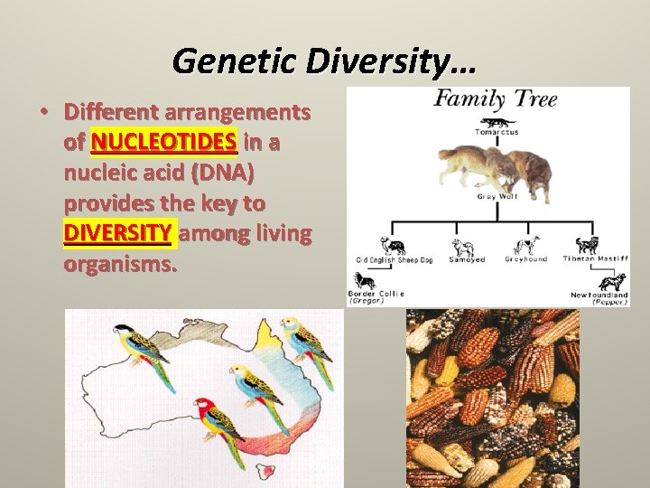 Genetic Diversity… • Different arrangements of NUCLEOTIDES in a nucleic acid (DNA) provides the