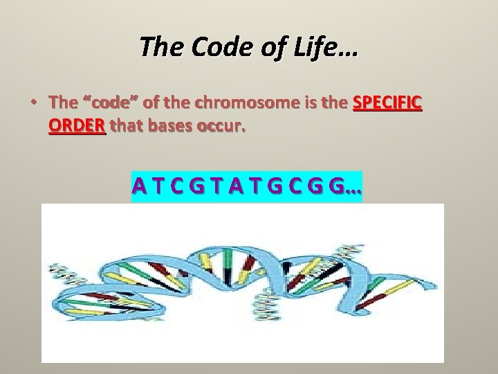 The Code of Life… • The “code” of the chromosome is the SPECIFIC ORDER