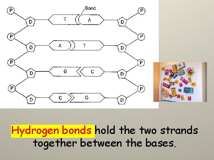 Hydrogen bonds hold the two strands together between the bases. 