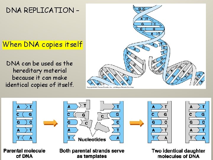 DNA REPLICATION – When DNA copies itself DNA can be used as the hereditary