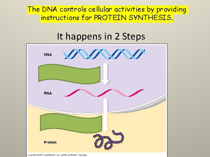 The DNA controls cellular activities by providing instructions for PROTEIN SYNTHESIS. It happens in