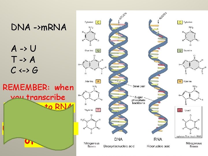 DNA ->m. RNA A -> U T -> A C <-> G REMEMBER: when