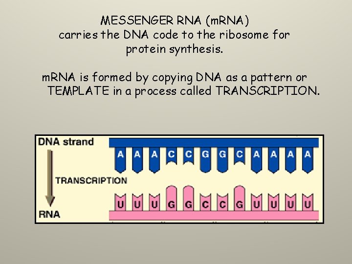 MESSENGER RNA (m. RNA) carries the DNA code to the ribosome for protein synthesis.