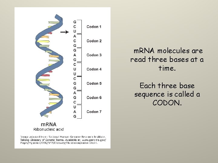 m. RNA molecules are read three bases at a time. Each three base sequence