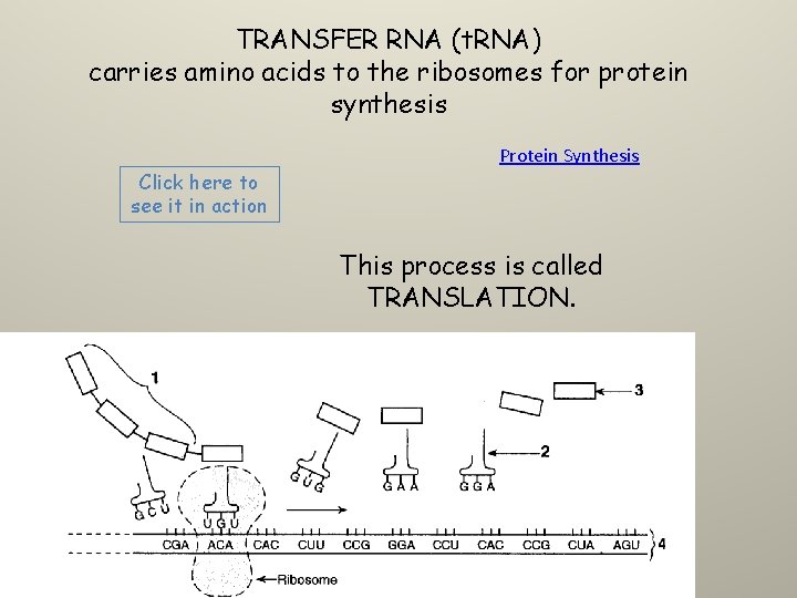 TRANSFER RNA (t. RNA) carries amino acids to the ribosomes for protein synthesis Click