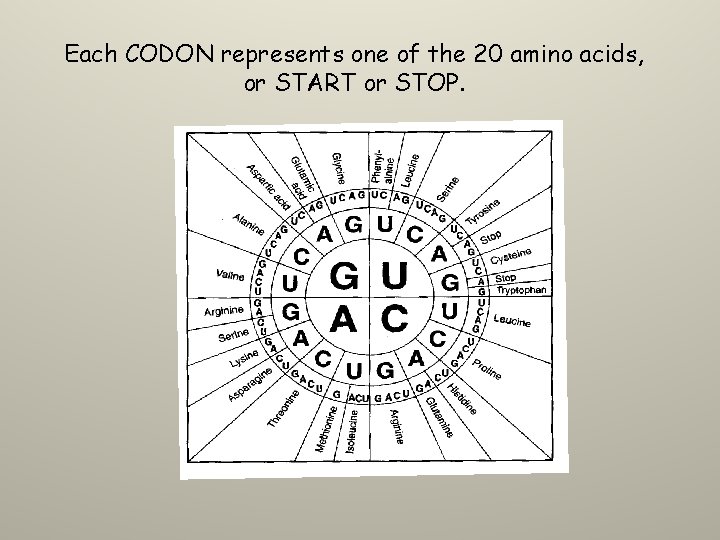 Each CODON represents one of the 20 amino acids, or START or STOP. 