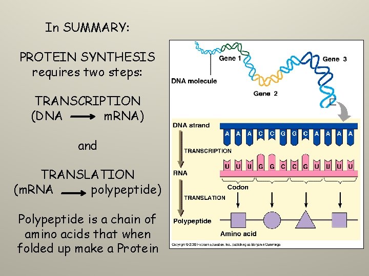 In SUMMARY: PROTEIN SYNTHESIS requires two steps: TRANSCRIPTION (DNA m. RNA) and TRANSLATION (m.