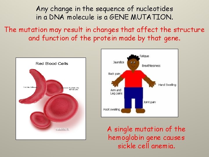 Any change in the sequence of nucleotides in a DNA molecule is a GENE