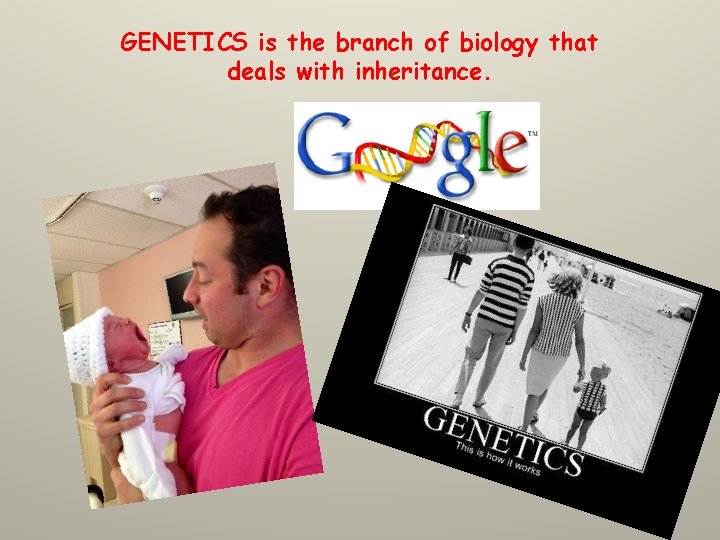 GENETICS is the branch of biology that deals with inheritance. 