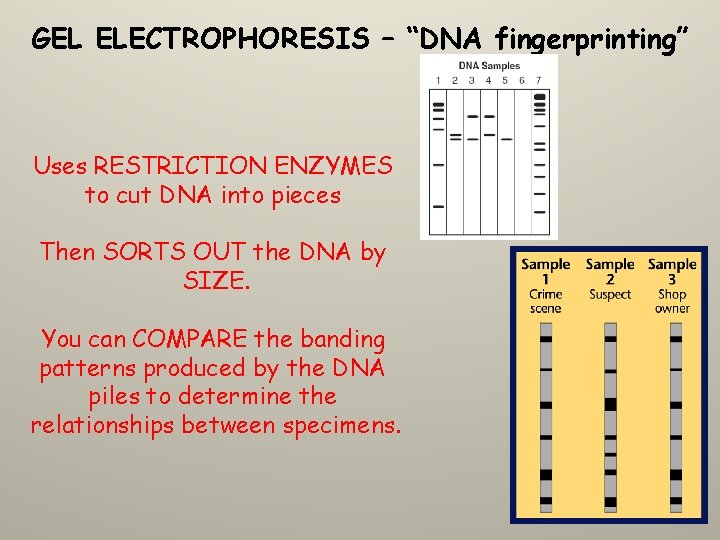 GEL ELECTROPHORESIS – “DNA fingerprinting” Uses RESTRICTION ENZYMES to cut DNA into pieces Then