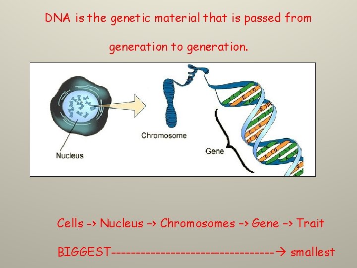 DNA is the genetic material that is passed from generation to generation. Cells ->