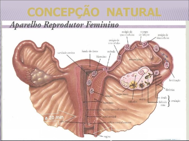 CONCEPÇÃO NATURAL ¾ : 90 seg a 20 min 01 a 02 hs -