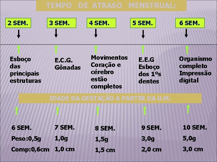 TEMPO DE ATRASO MENSTRUAL: 2 SEM. Esboço das principais estruturas 3 SEM. E. C.