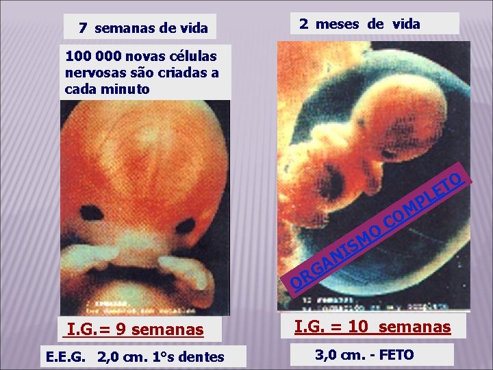 7 semanas de vida 2 meses de vida 100 000 novas células nervosas são