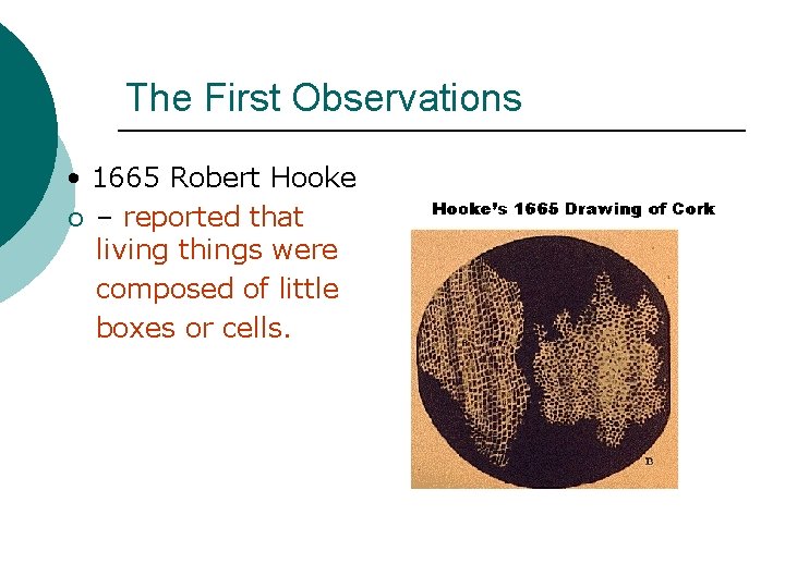 The First Observations • 1665 Robert Hooke ¡ – reported that living things were