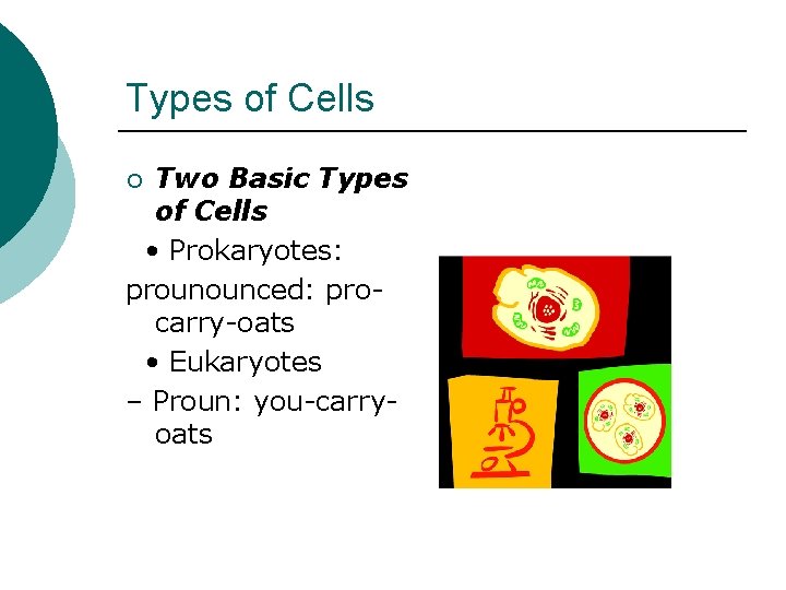 Types of Cells Two Basic Types of Cells • Prokaryotes: prounounced: procarry-oats • Eukaryotes