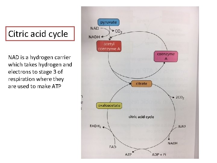 Citric acid cycle NAD is a hydrogen carrier which takes hydrogen and electrons to