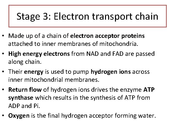 Stage 3: Electron transport chain • Made up of a chain of electron acceptor