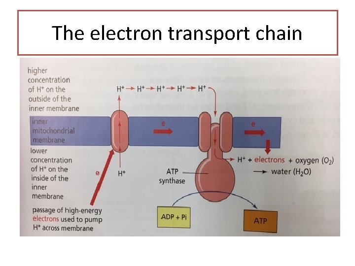The electron transport chain 
