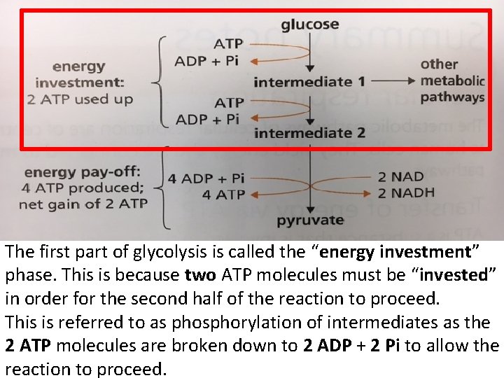 The first part of glycolysis is called the “energy investment” phase. This is because