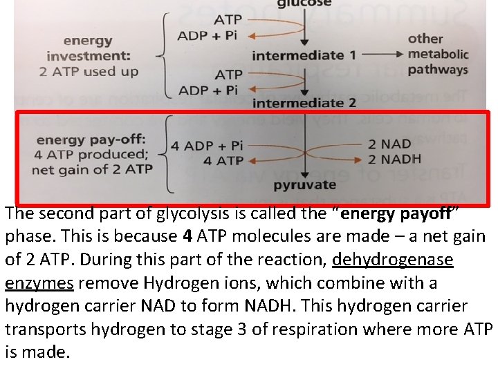 The second part of glycolysis is called the “energy payoff” phase. This is because