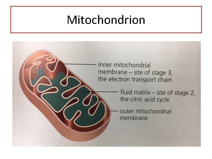 Mitochondrion 