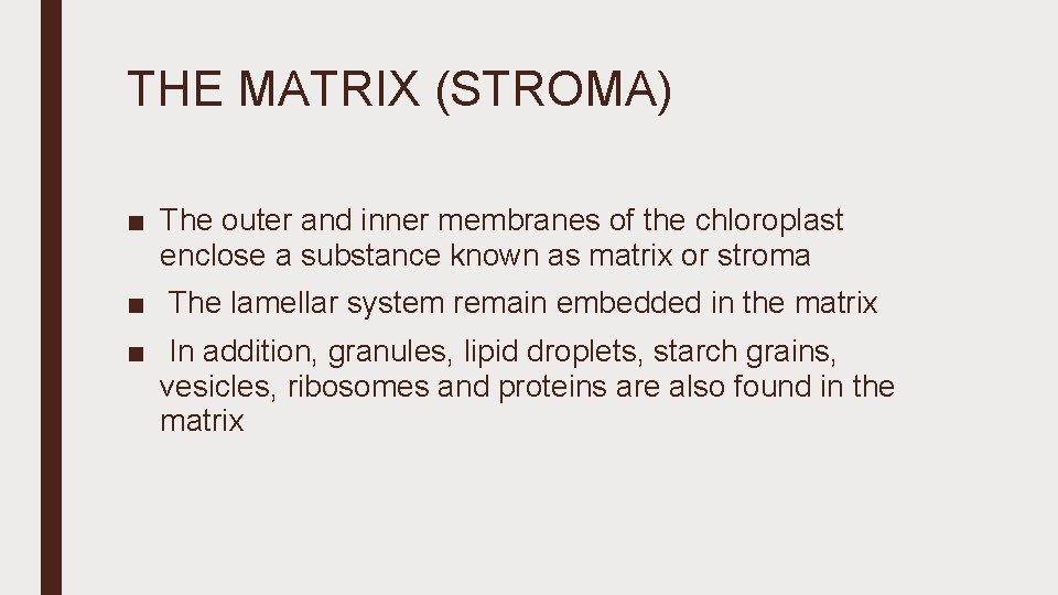 THE MATRIX (STROMA) ■ The outer and inner membranes of the chloroplast enclose a