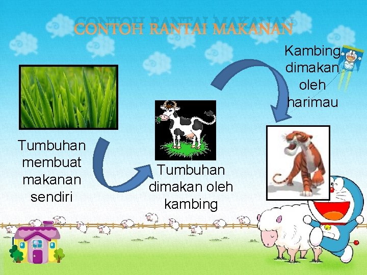 CONTOH RANTAI MAKANAN Kambing dimakan oleh harimau Tumbuhan membuat makanan sendiri Tumbuhan dimakan oleh