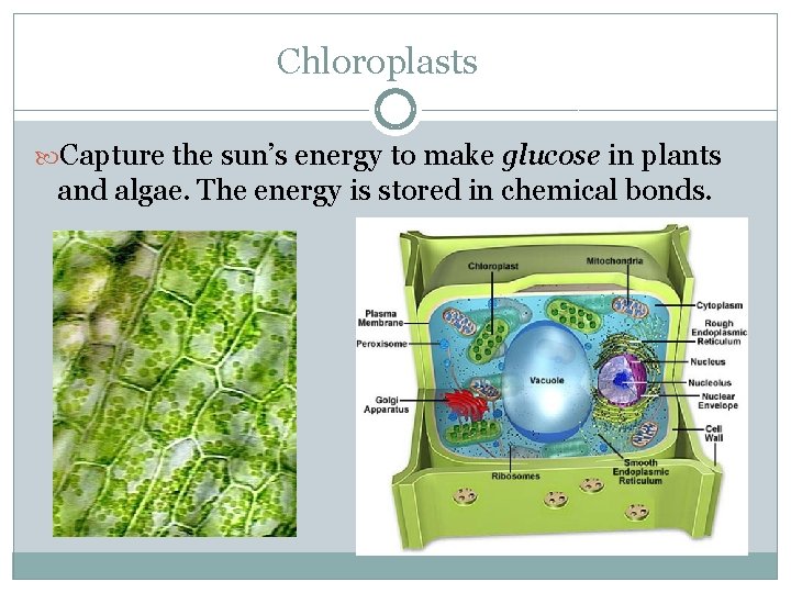 Chloroplasts Capture the sun’s energy to make glucose in plants and algae. The energy