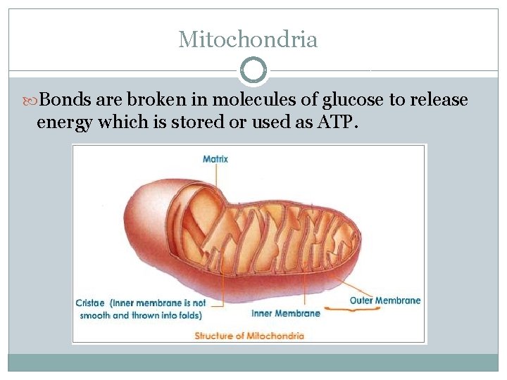 Mitochondria Bonds are broken in molecules of glucose to release energy which is stored