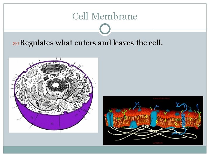 Cell Membrane Regulates what enters and leaves the cell. 