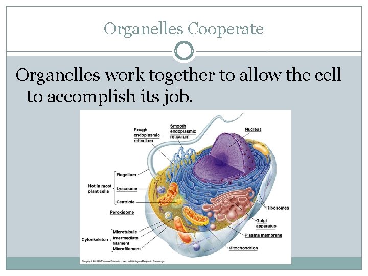 Organelles Cooperate Organelles work together to allow the cell to accomplish its job. 