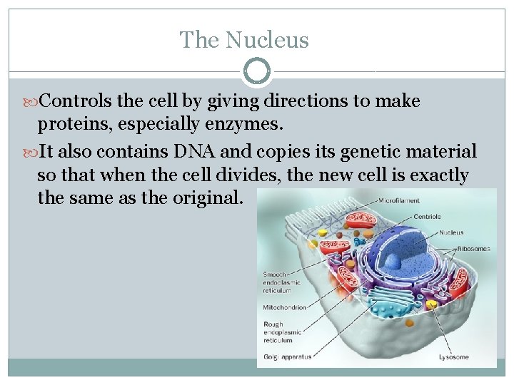 The Nucleus Controls the cell by giving directions to make proteins, especially enzymes. It