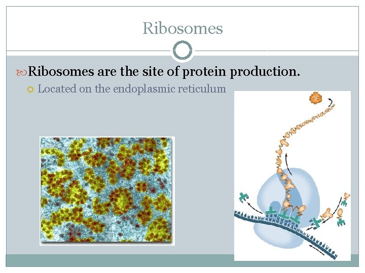 Ribosomes are the site of protein production. Located on the endoplasmic reticulum 