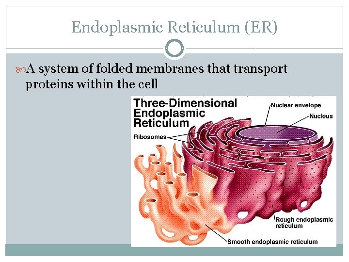 Endoplasmic Reticulum (ER) A system of folded membranes that transport proteins within the cell