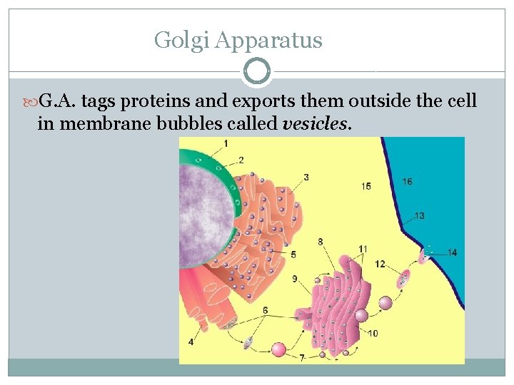 Golgi Apparatus G. A. tags proteins and exports them outside the cell in membrane