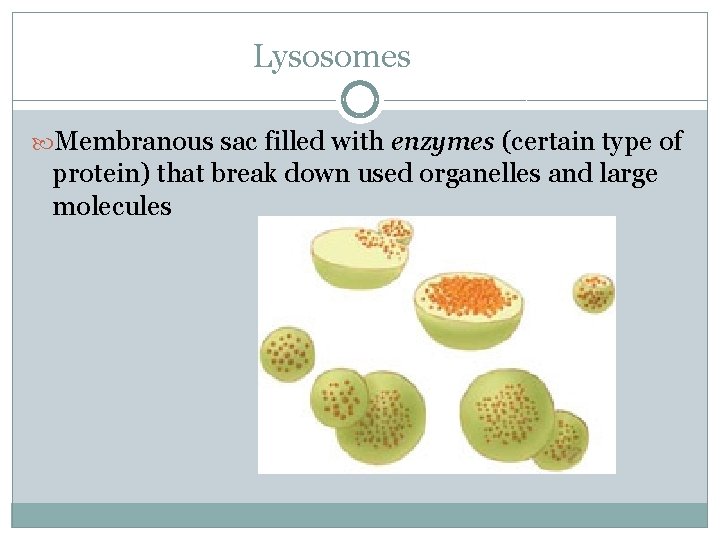 Lysosomes Membranous sac filled with enzymes (certain type of protein) that break down used